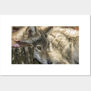 Timber Wolf Pup Posters and Art